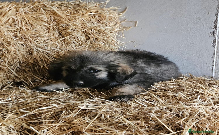 Pastor del Cáucaso perros Cachorra pastor del caucaso - Anuncio 1