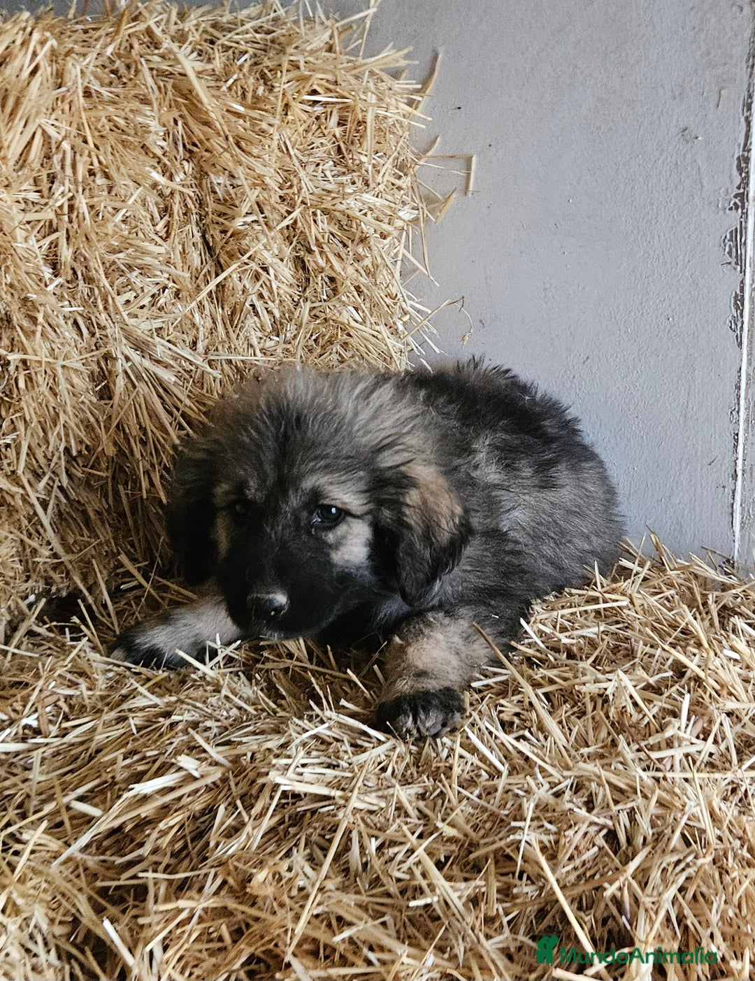 Pastor del Cáucaso perros en venta: Cachorra pastor del caucaso - Anuncio 1