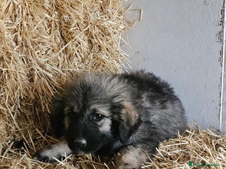 Pastor del Cáucaso perros Cachorra pastor del caucaso - Anuncio 1