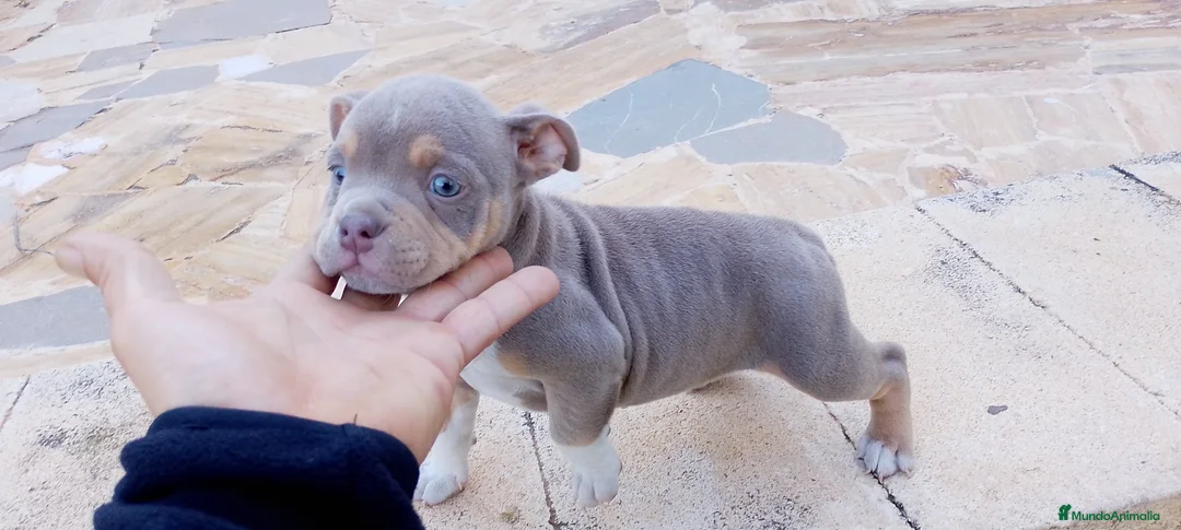 American Bully perros en venta: American Bully Pocket Exótic - Anuncio 1