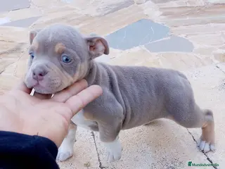 American Bully perros American Bully Pocket Exótic - Anuncio 2