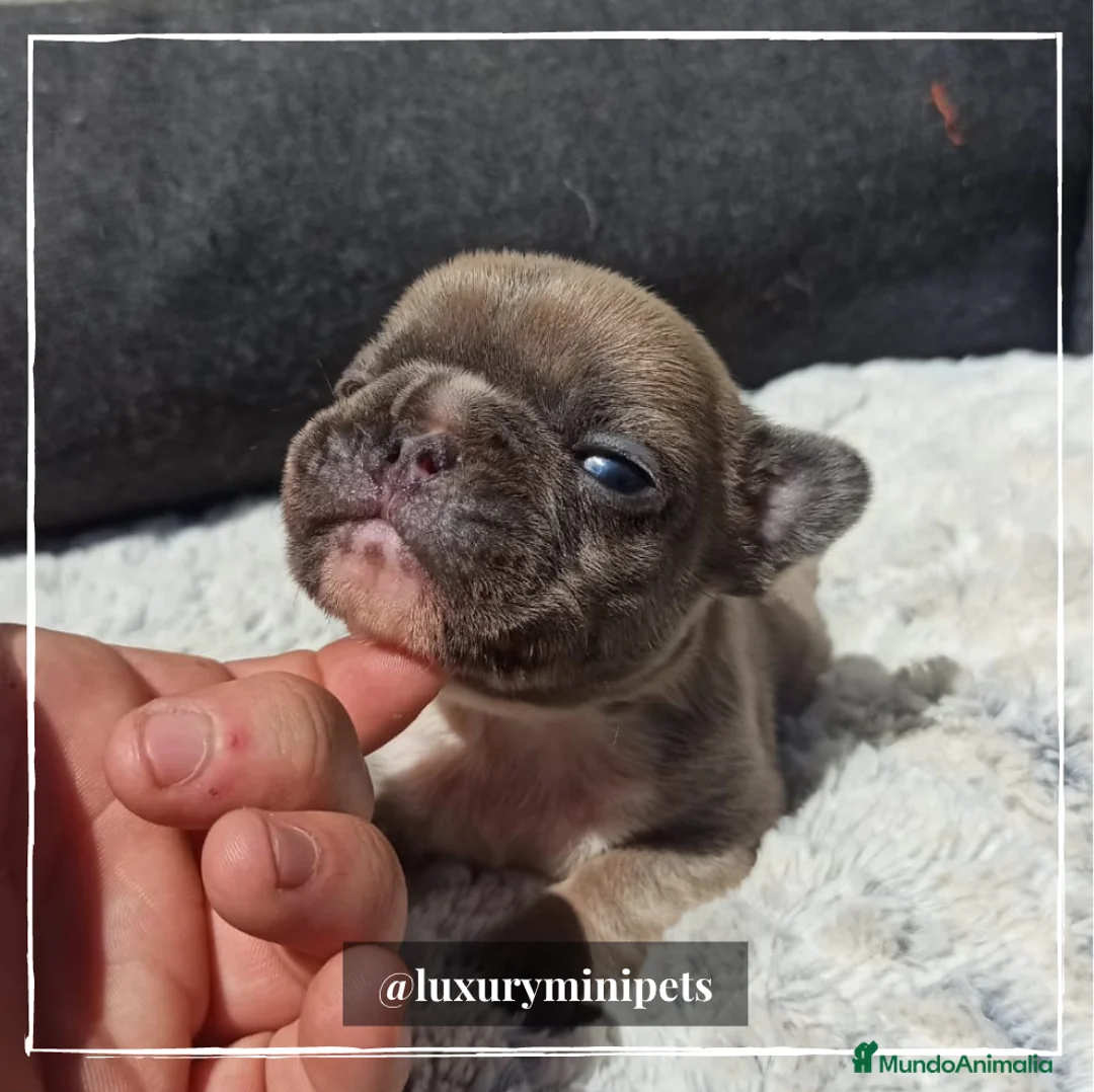 Bulldog Francés perros en venta: Camada de Bulldog Francés en Madrid - Anuncio 13