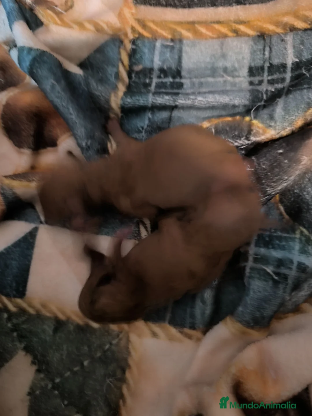 Caniche Toy perros en venta: Caniche en Curtis La Coruña - Anuncio 5