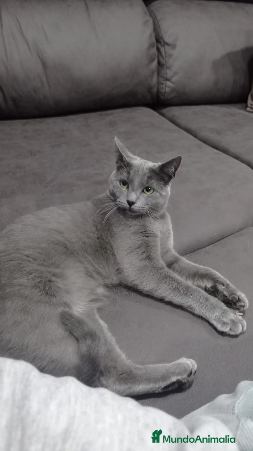 Azul Ruso gatos en venta: Azul rusa - Anuncio 3