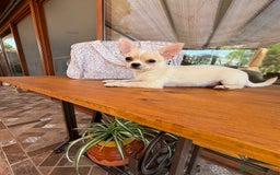 Chihuahua perros en venta: Chihuahua macho disponible !!! - Imagen 4
