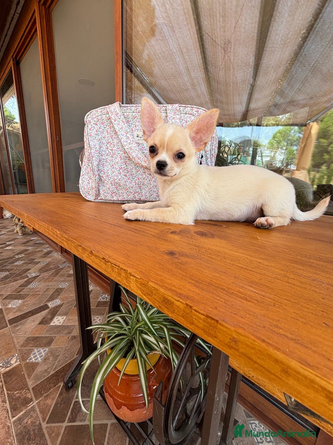 Chihuahua perros en venta: Chihuahua macho disponible !!! - Imagen 4