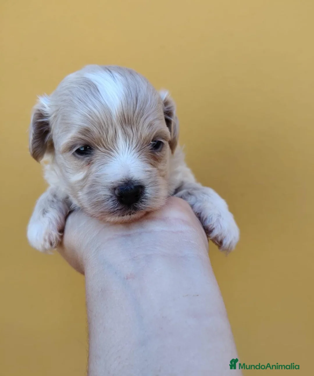 Maltipoo perros en venta: Maltipoo macho  - Anuncio 5