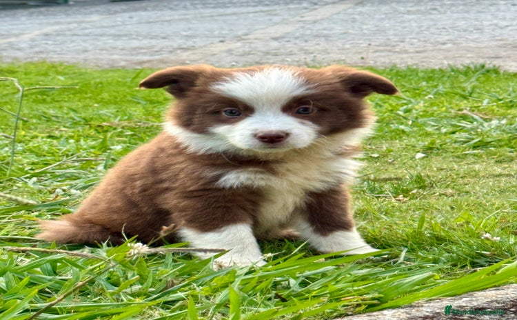 Border Collie perros - Anuncio 1