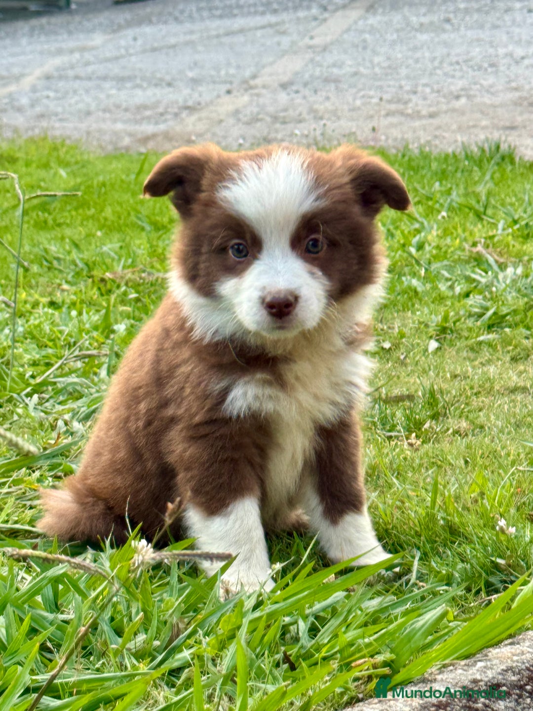 Border Collie perros en venta: Border collie chocolate  - Imagen 1