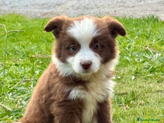 Border Collie perros - Anuncio 36