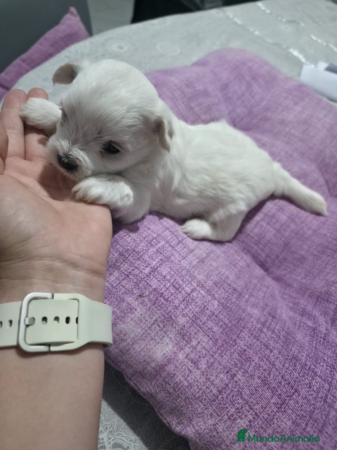 Bichón Maltés perros en venta: Camada de Bichon maltés disponible.  - Imagen 3