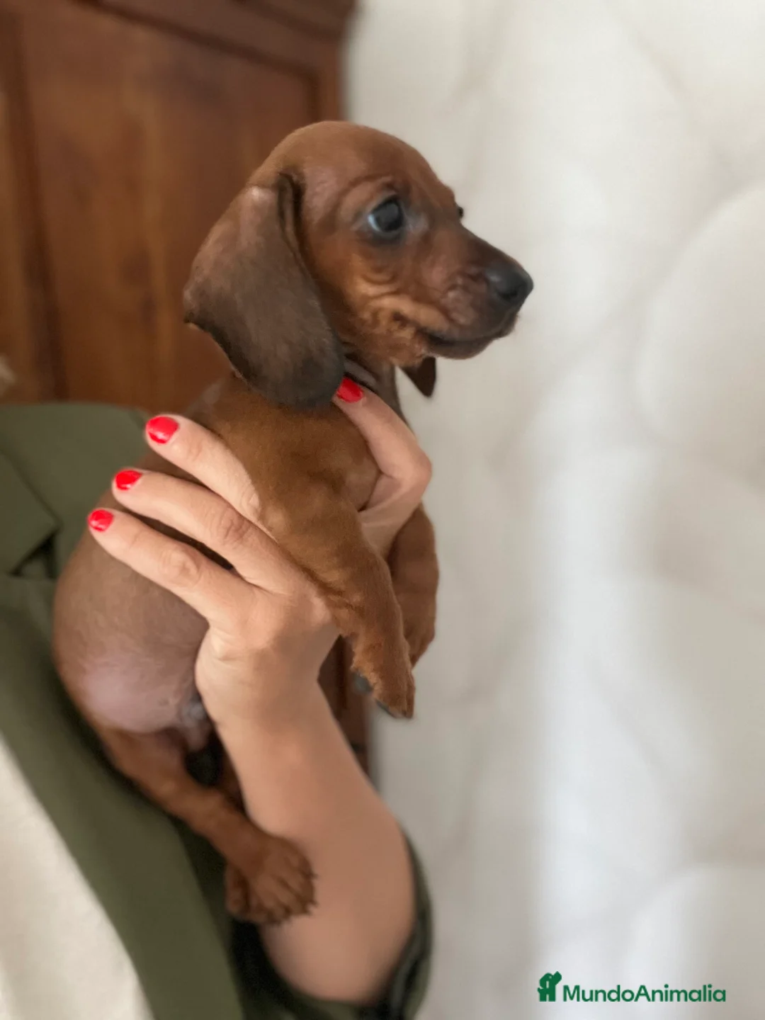 Teckel perros en venta: Teckel miniatura excelente calidad 601144783 en Valencia - Anuncio 14