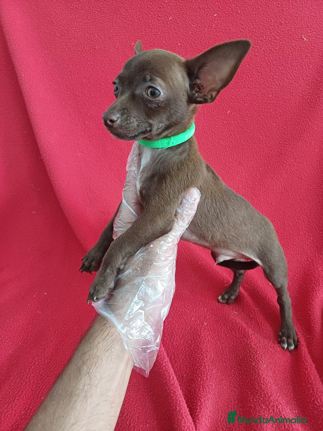 Chihuahua perros en venta: Chihuahua Chocolate  - Imagen 2