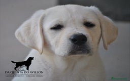 Labrador Retriever perros en venta: Labrador macho para entrega inmediata - Imagen 1