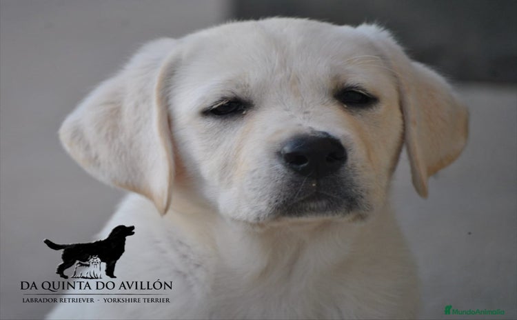 Labrador Retriever perros - Propaganda 1