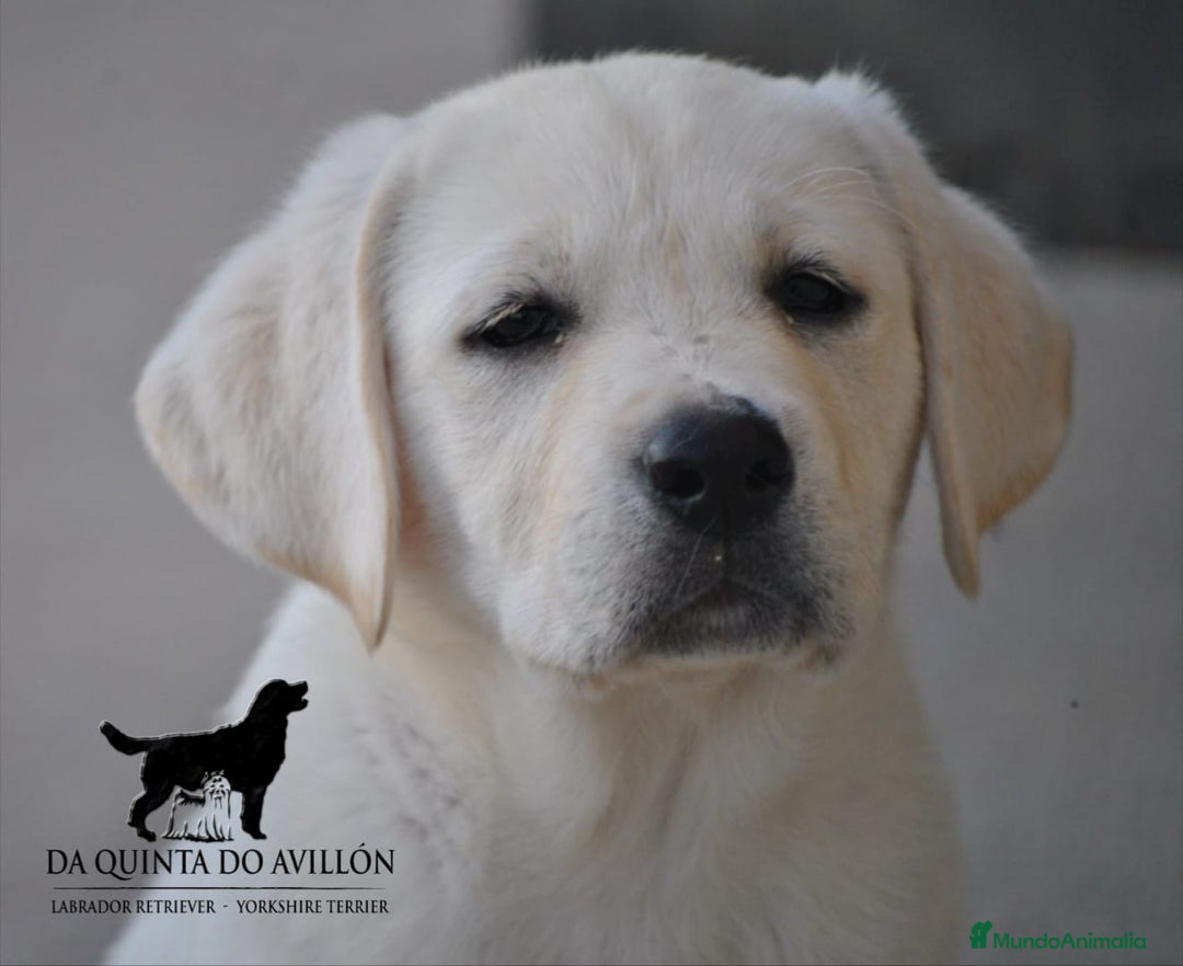 Labrador Retriever perros en venta: Labrador macho para entrega inmediata - Imagen 1