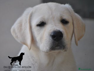 Labrador Retriever perros - Anuncio 34