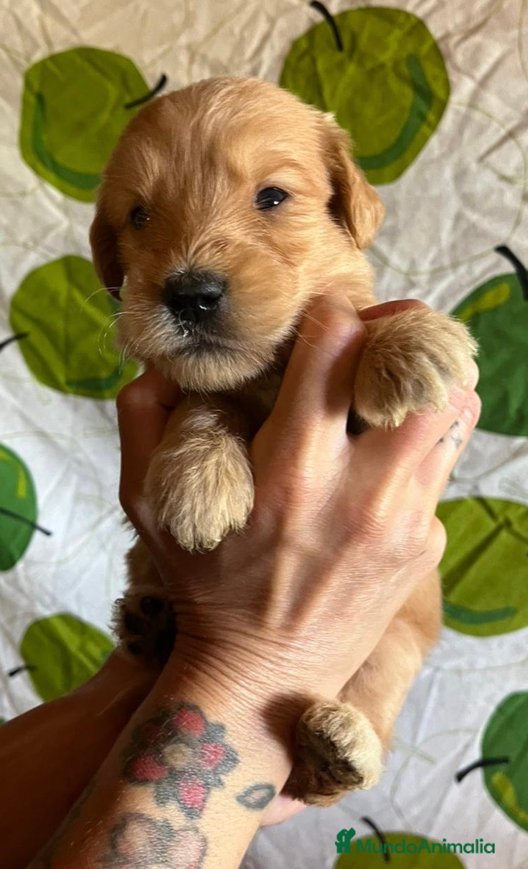 Goldendoodle perros en venta: Goldendoodle  - Imagen 3