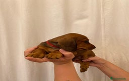 Teckel perros en venta: Camada disponible de Tekel  - Imagen 4