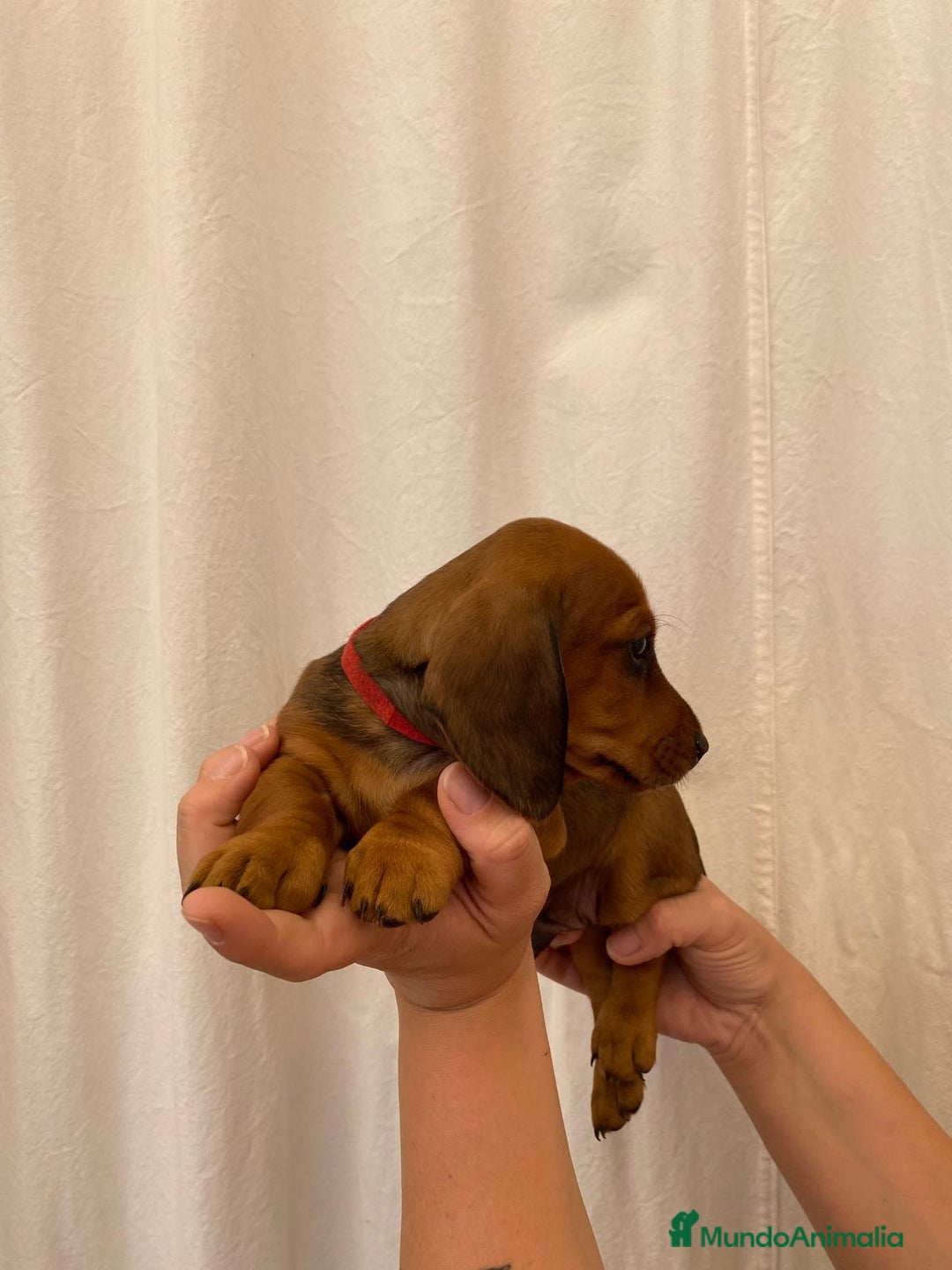 Teckel perros en venta: Camada disponible de Tekel  - Imagen 4