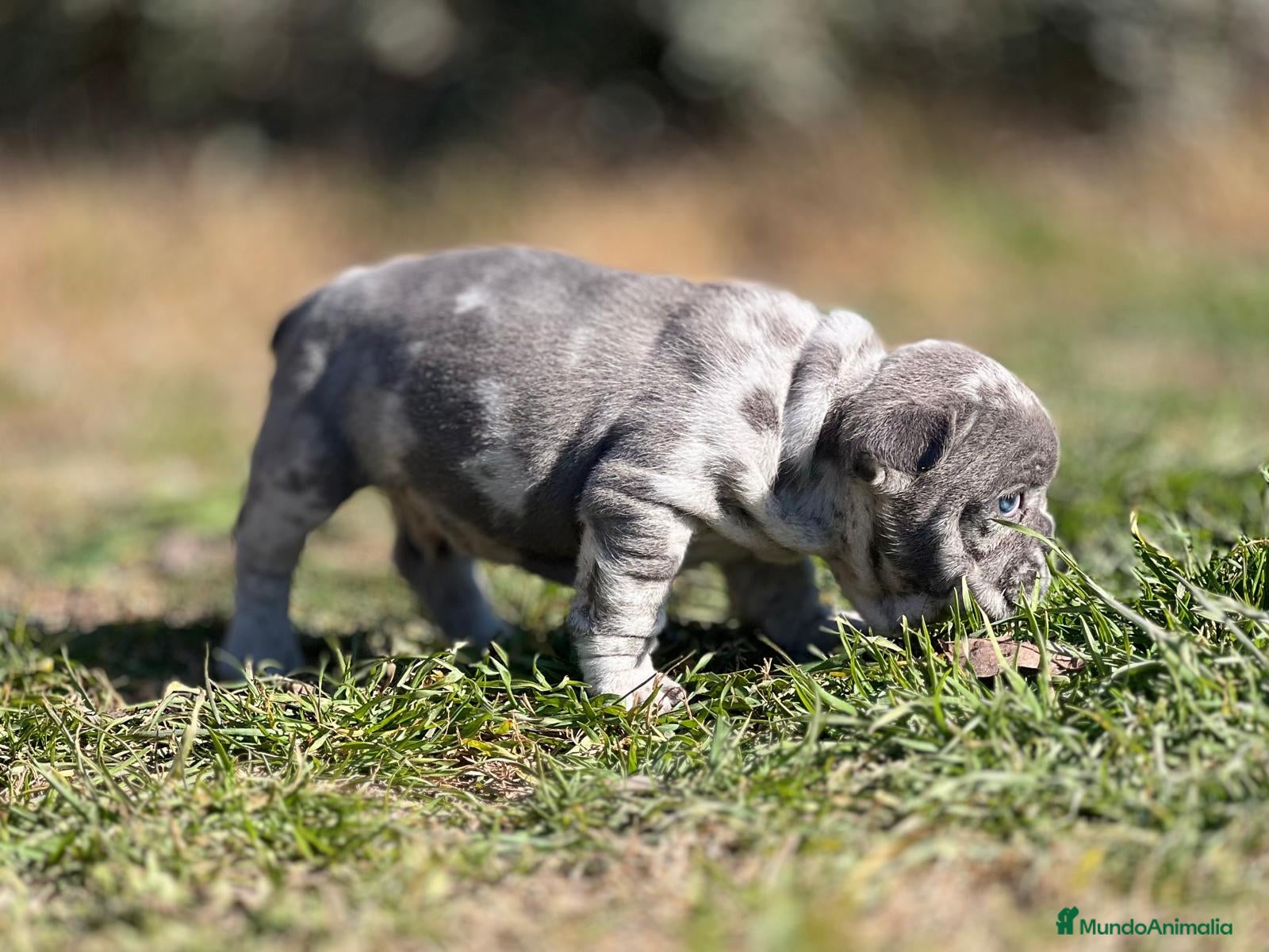 Bulldog Francés perros BULLDOG FRANCÉS EXÓTICO MERLE en Barcelona - Anuncio 2