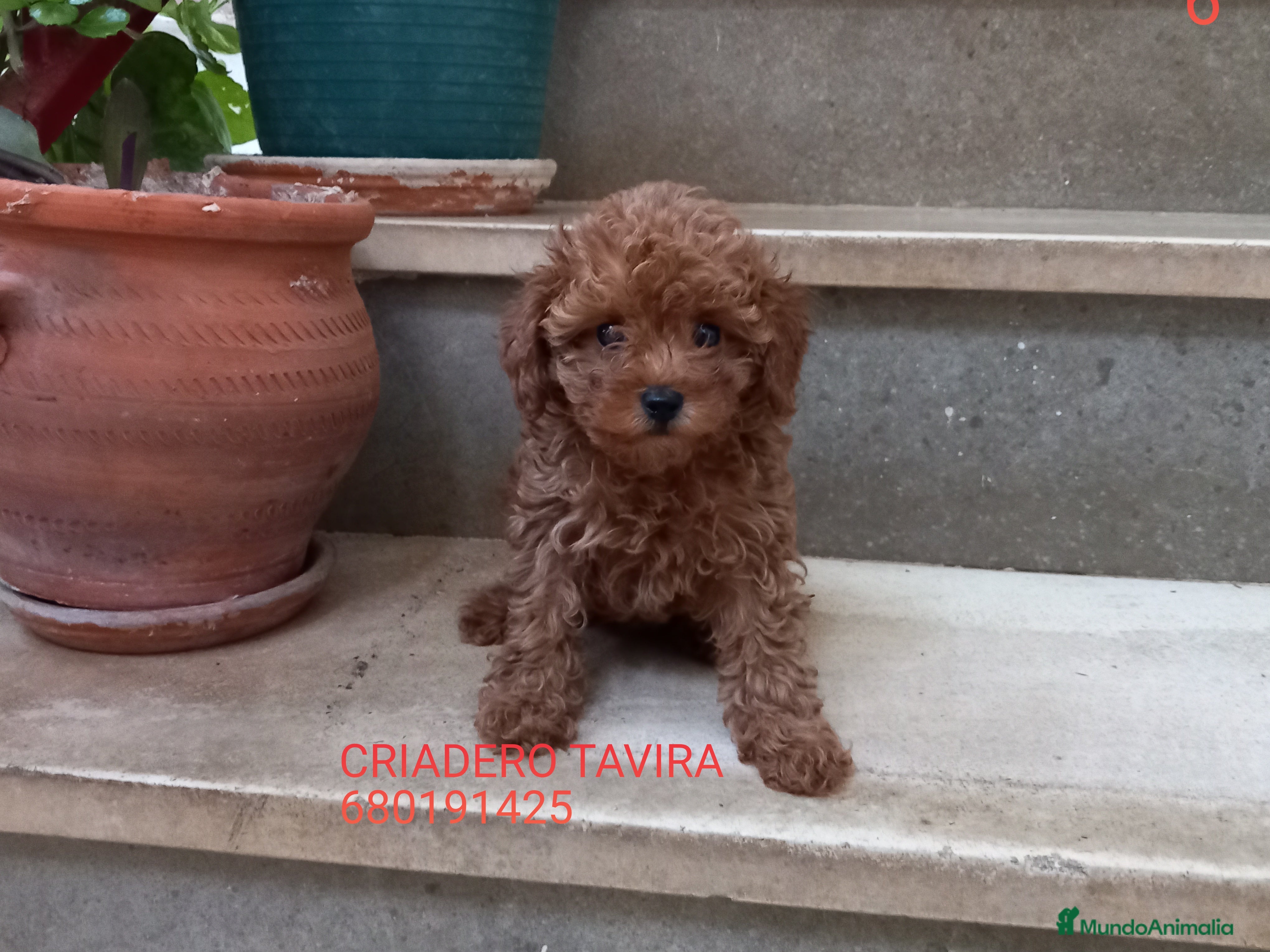 Caniche Toy perros Caniche Toy Rojo cachorro  - Anuncio 32