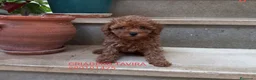 Caniche Toy perros en venta: Caniche Toy Rojo cachorro  - Anuncio 1