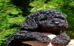 Perro de Agua Español perros en venta: Cachorro macho de perro de agua español - Imagen 9