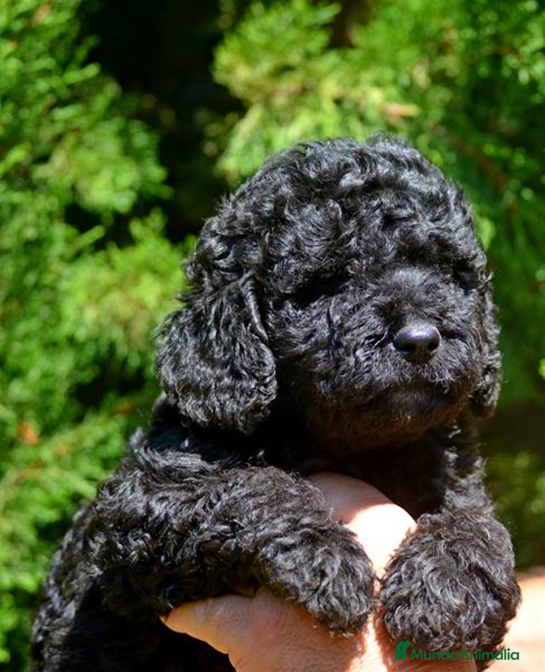 Perro de Agua Español perros en venta: Cachorro macho de perro de agua español - Imagen 9