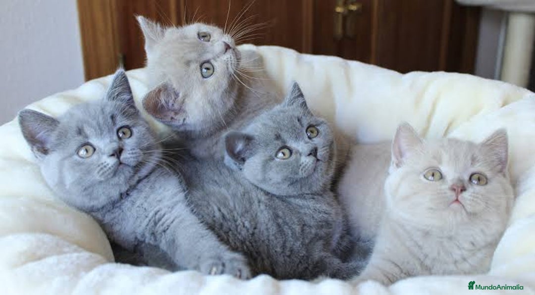 Británico de Pelo Corto Azul gatos en venta: Brithis blue macho disponible  - Imagen 2
