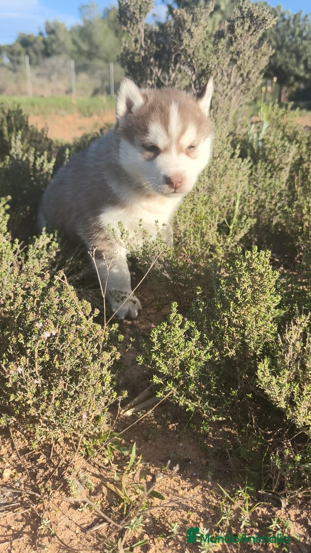 Husky Siberiano perros en venta: Husky SIBERIANO  - Anuncio 3