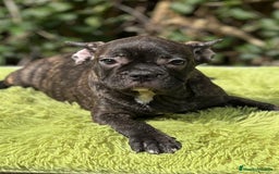 Bulldog Francés perros en venta: Bulldog atigrado  - Imagen 5