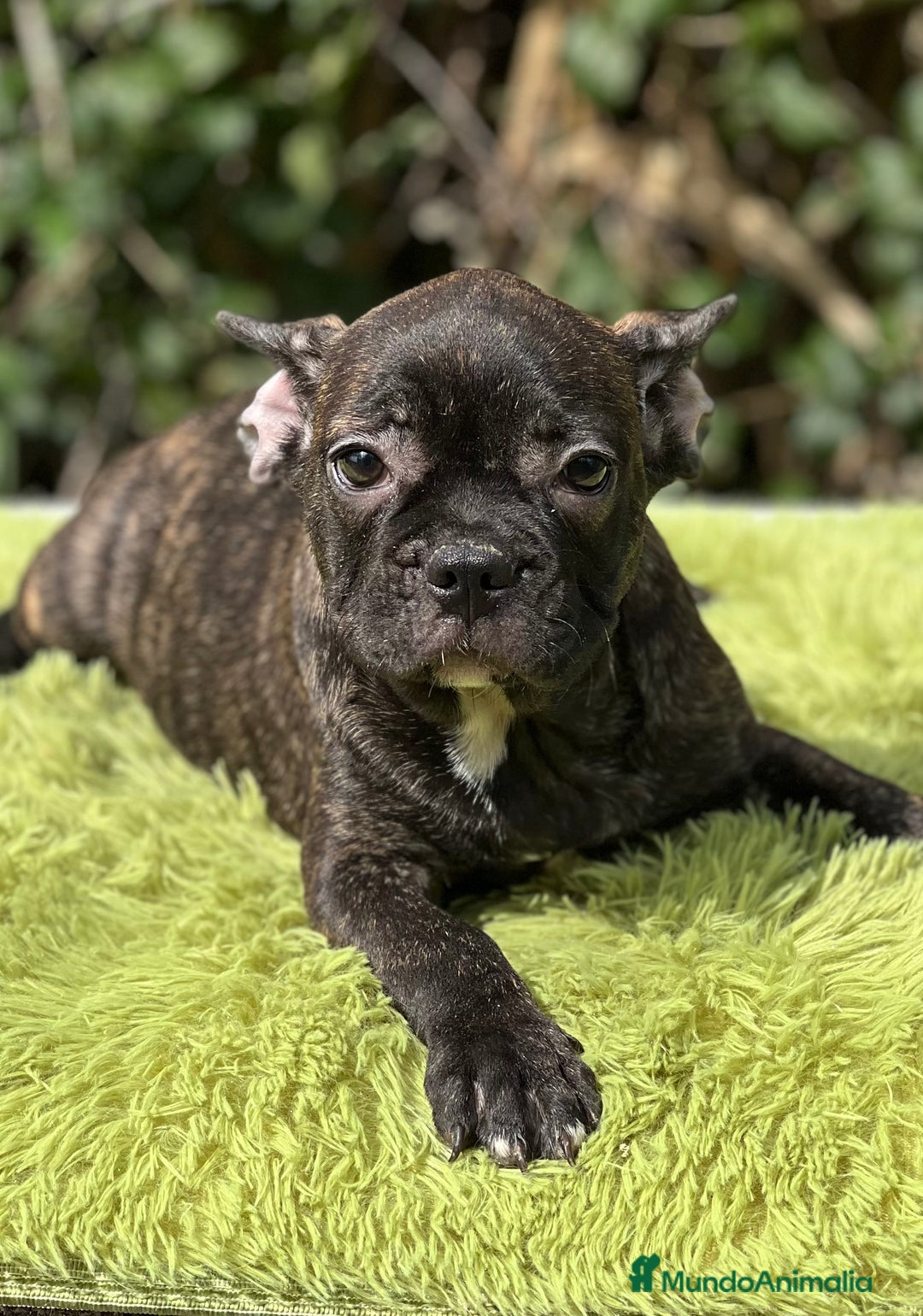 Bulldog Francés perros en venta: Bulldog atigrado  - Imagen 5