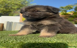 Pastor Alemán perros en venta: PASTOR ALEMÁN MACHO - Imagen 10