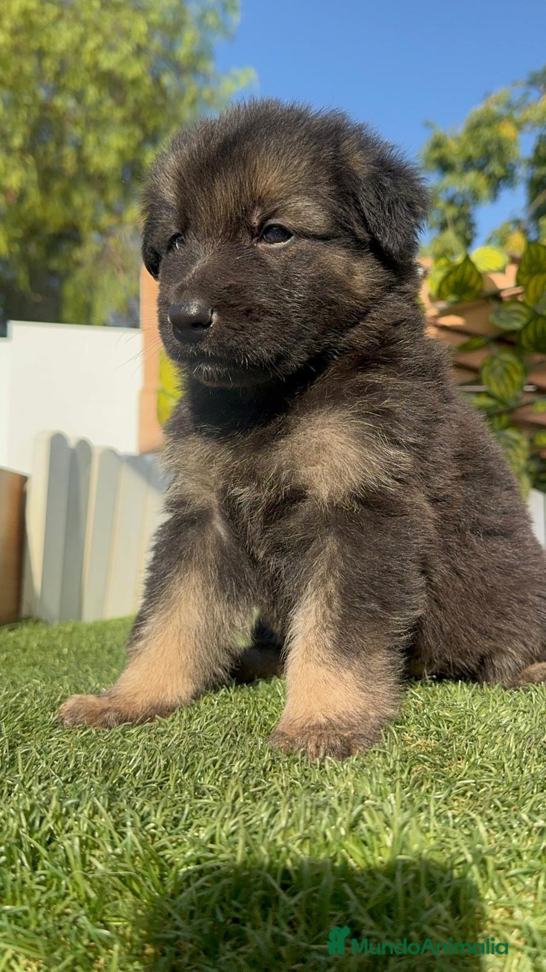 Pastor Alemán perros en venta: PASTOR ALEMÁN MACHO - Imagen 10