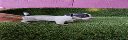 Jack Russell Terrier perros en venta: Jack Russell terrier  - Anuncio 1