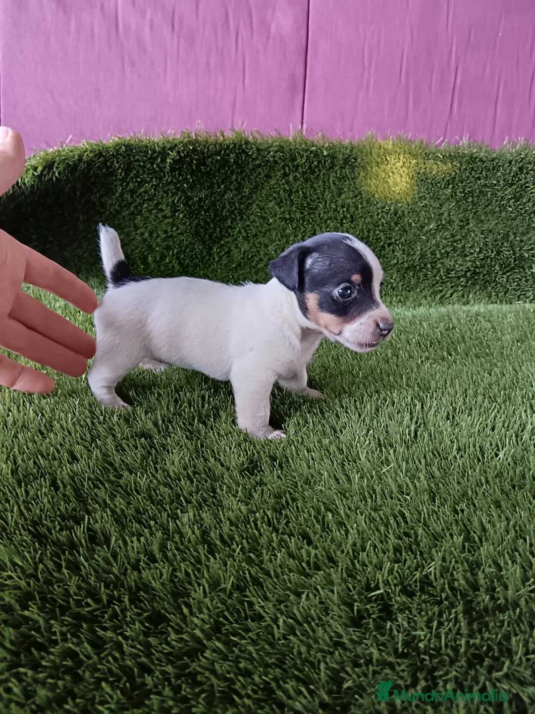 Jack Russell Terrier perros en venta: Jack Russell terrier  - Anuncio 1