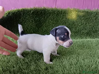 Jack Russell Terrier perros Jack Russell terrier - Anuncio 2