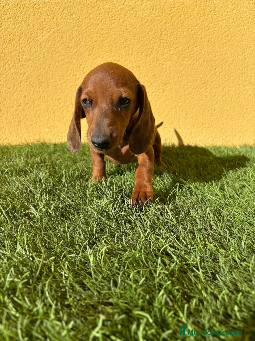 Teckel Miniatura perros en venta: Tekel miniatura merle chocolate solido - Anuncio 14