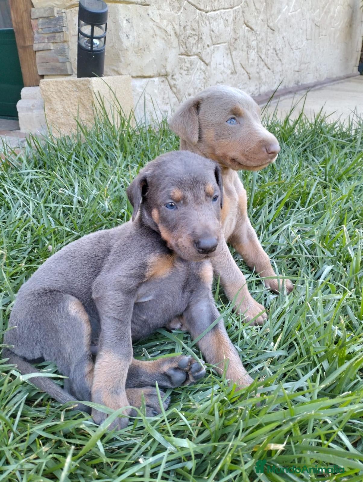 Dobermann perros Dóberman  - Anuncio 2