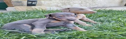 Dobermann perros en venta: Dóberman  - Anuncio 1