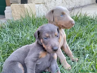 Dobermann perros Dóberman - Anuncio 2