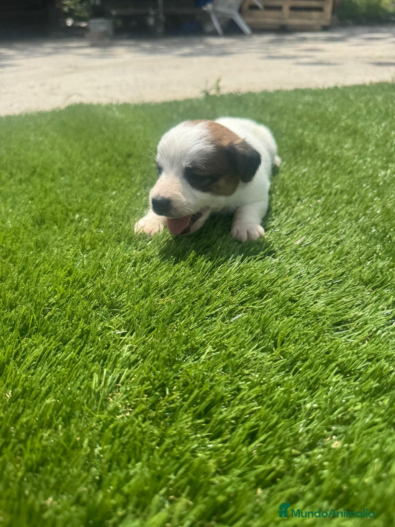 Jack Russell Terrier perros Jack Russell bebes increíbles patitas cortas  - Anuncio 2
