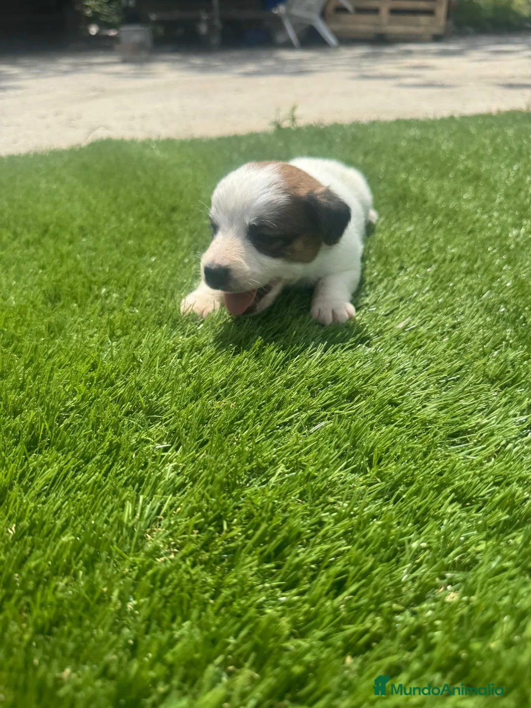 Jack Russell Terrier perros en venta: Jack Russell bebes increíbles patitas cortas  - Anuncio 2