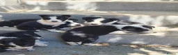 Border Collie perros en venta: Border collie  - Anuncio 2