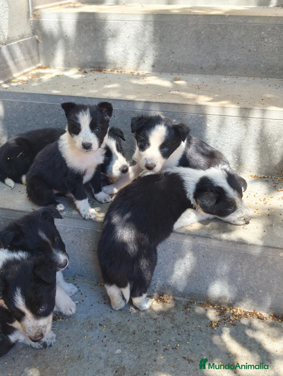 Border Collie perros en venta: Border collie  - Anuncio 2