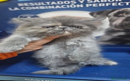Persa gatos en venta: Persas en Jerez  - Imagen 2