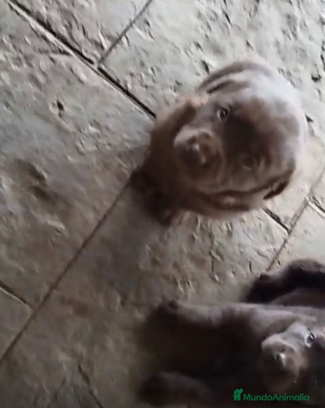 Labrador Retriever perros en venta: Labrador retriever  - Anuncio 2