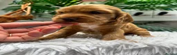 Cocker Spaniel Inglés perros en venta: COCKER HEMBRA  - Anuncio 4