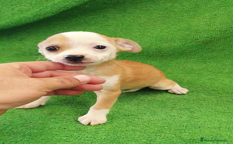 Chihuahua perros - Propaganda 6